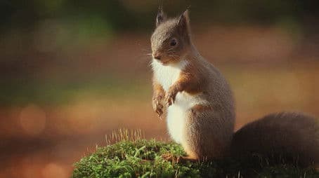 Ireland's Wild River: The Mighty Shannon