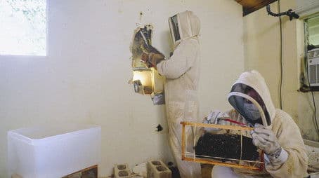 Bee Infestation on the Bay