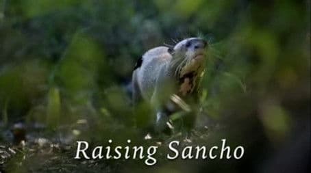 Raising Sancho