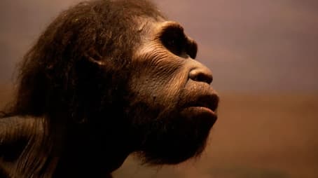 Mysteries of the Missing Link