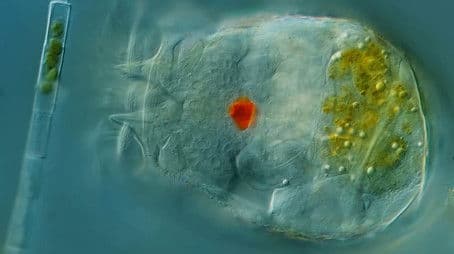 Journey Through the Body of a Rotifer
