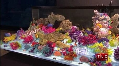 Aquarium Adventures & An Announcement