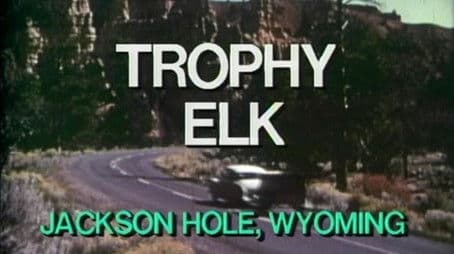 Trophy Elk