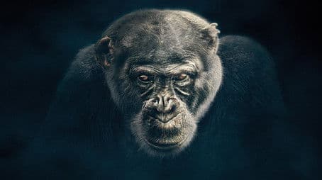 Chimpanzee
