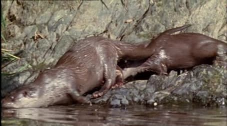 On the Trail of Tarka