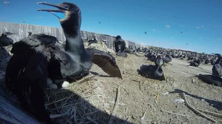 Range Restoration, Cormorant vs. Salmon, Honeybees