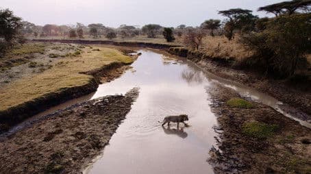 Purgatory | Katavi: Africa's Fallen Paradise