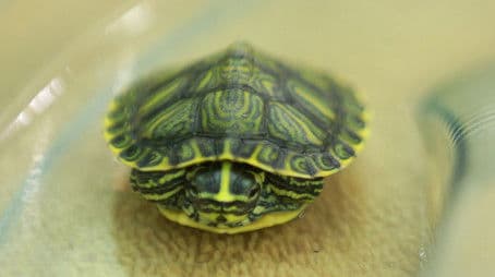 Turtle-Necked