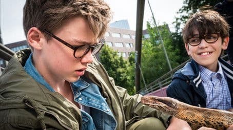 Die falsche Schlange