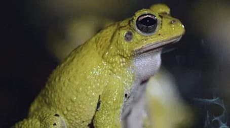 The Marine Ecosystem