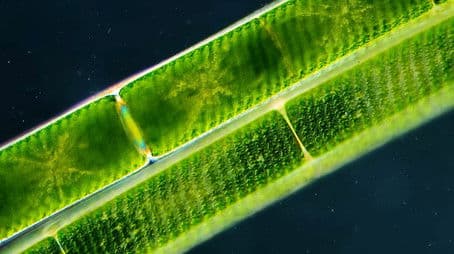 Leeuwenhoek: The First Master of Microscopes