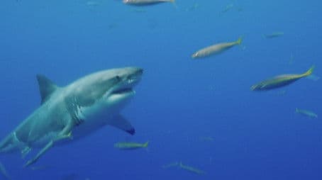 Pythons in the Ceiling, Train Tunnel Escape, Suspicious Plane Crash, & Russian Concord Crash