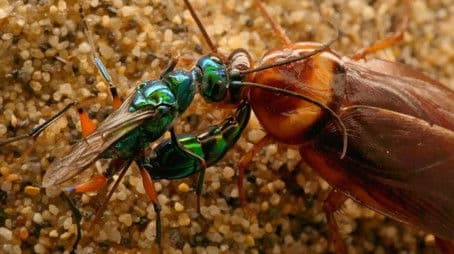 Zombie Roach & Mantis Shrimp Karate School