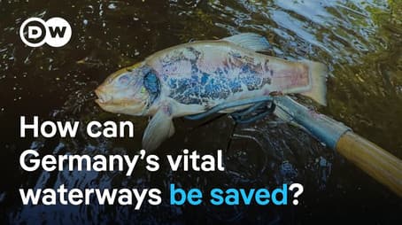Germany’s rivers are dying - Pollution, extinction and the fight for clean water