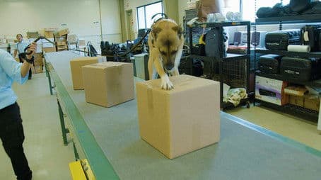 Snake Search Dogs & Hawaiian Conservation Dogs