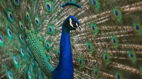 Natural Born Rebels: The Mating Game