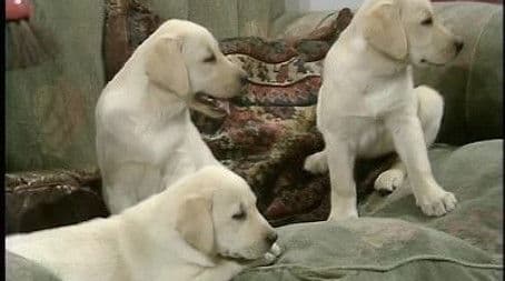 No Children, No Dogs