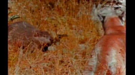 Monarchs of the Wild