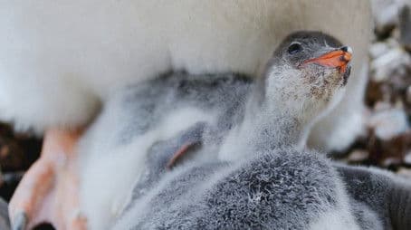 Meerkat Survival School