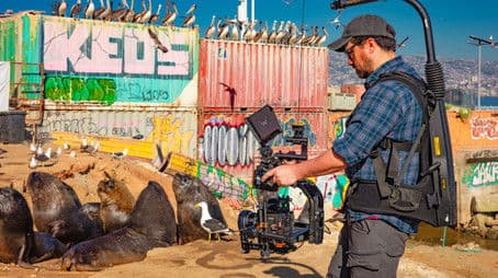 The Making of Mammals