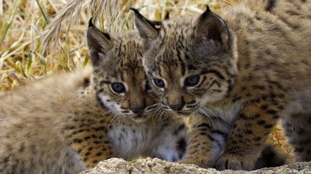 The Lynx Kitten