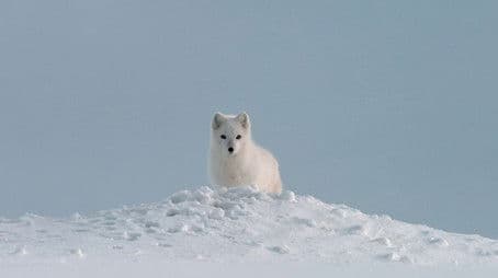If I Were an Arctic Fox