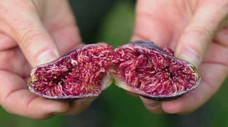 Episode 35 Indonesia; heat; perennial; Apocynaceae; pots