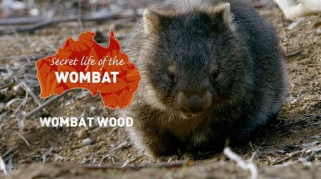 Wombat Wood