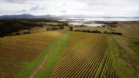 Finals Week - Truffle Immunity