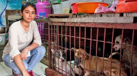 Vietnam's Dog-Snatchers