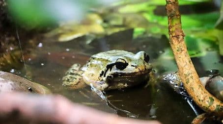 Lion and Chicken Frog