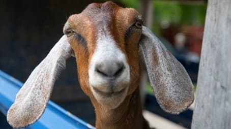 Hook, Feline and Sinker