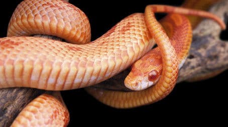 The Reptiles: Snakes