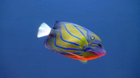 Triple Tank Throwdown!