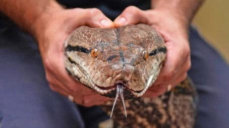 The Secret Life of the Zoo at Christmas