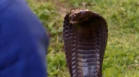 Snakes, Snakes Everywhere