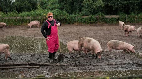 Pearls before Swines