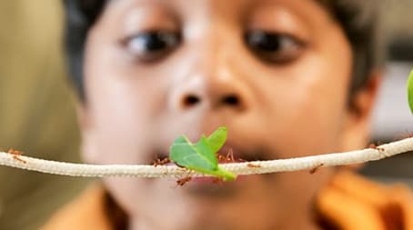 Harris's Hawk and Leafcutter Ant