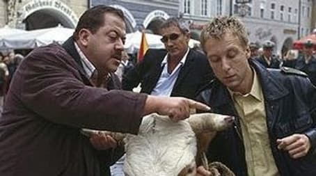 Nur die Kuh war Zeuge