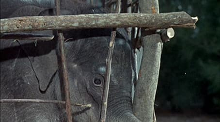 Flipper and the Elephant (1)