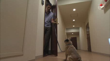 So What If I Hate Dogs?!