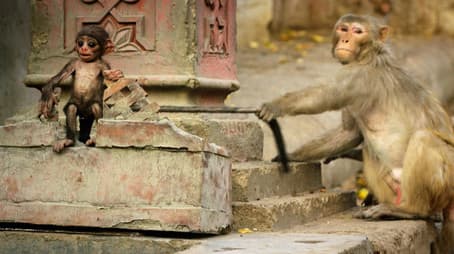 Spy in the Wild: Bad Behavior