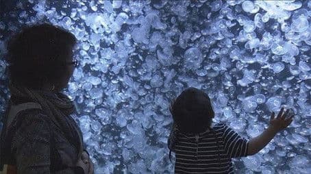 Enticed by the Gentle Movement of Jellyfish