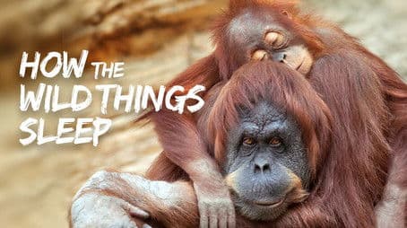 How the Wild Things Sleep