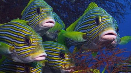 Bejeweled Fishes