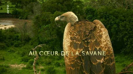 In The Heart of the Savanna