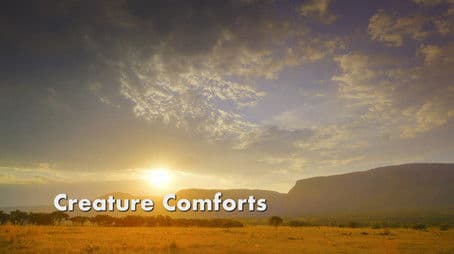 Creature Comforts