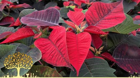 Winter Specials 2021/22: Episode 3