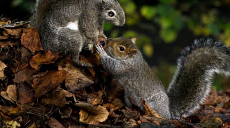 Spy in the Wild: Intelligence