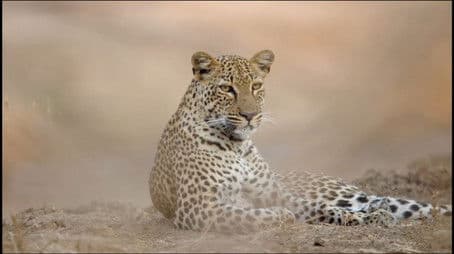 The Leopard Who Changed Her Spots